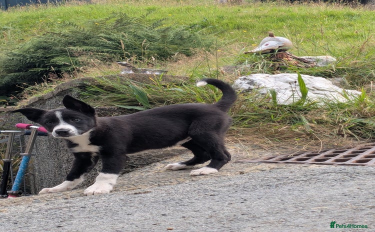 Border Collie dogs - Advert 3