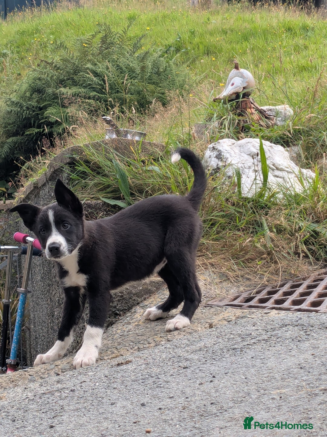 Border Collie dogs for sale: Border Collie Puppies  - Image 1