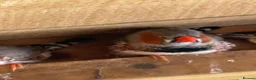 Finches birds for sale: Zebra Finches pairs - Advert 2