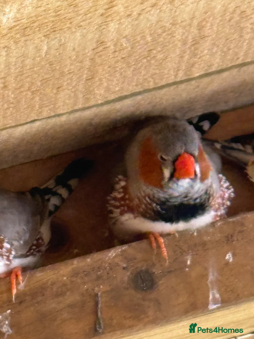 Finches birds for sale: Zebra Finches pairs - Advert 2