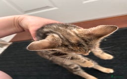 Bengal cats for sale: Beautiful bengal  - Image 15