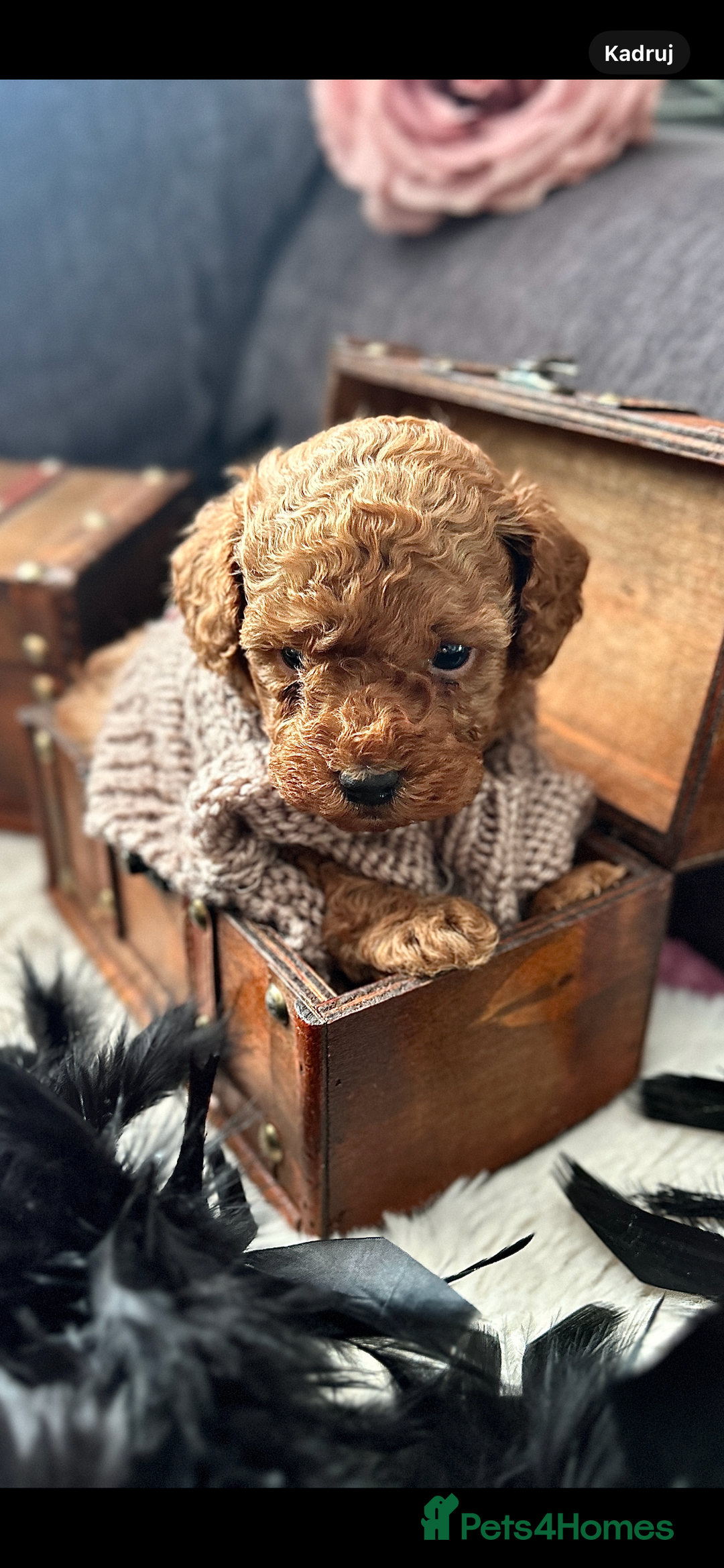 Toy Poodle dogs for sale: RED Toy Poodles  - Advert 2