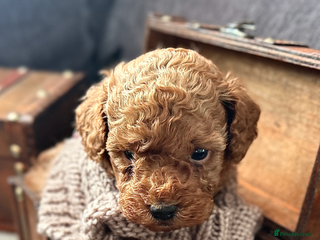 Toy Poodle dogs RED Toy Poodles - Advert 6