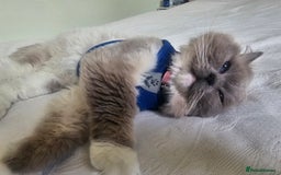 Ragdoll cats for sale: Three Ragdoll kittens - Image 18