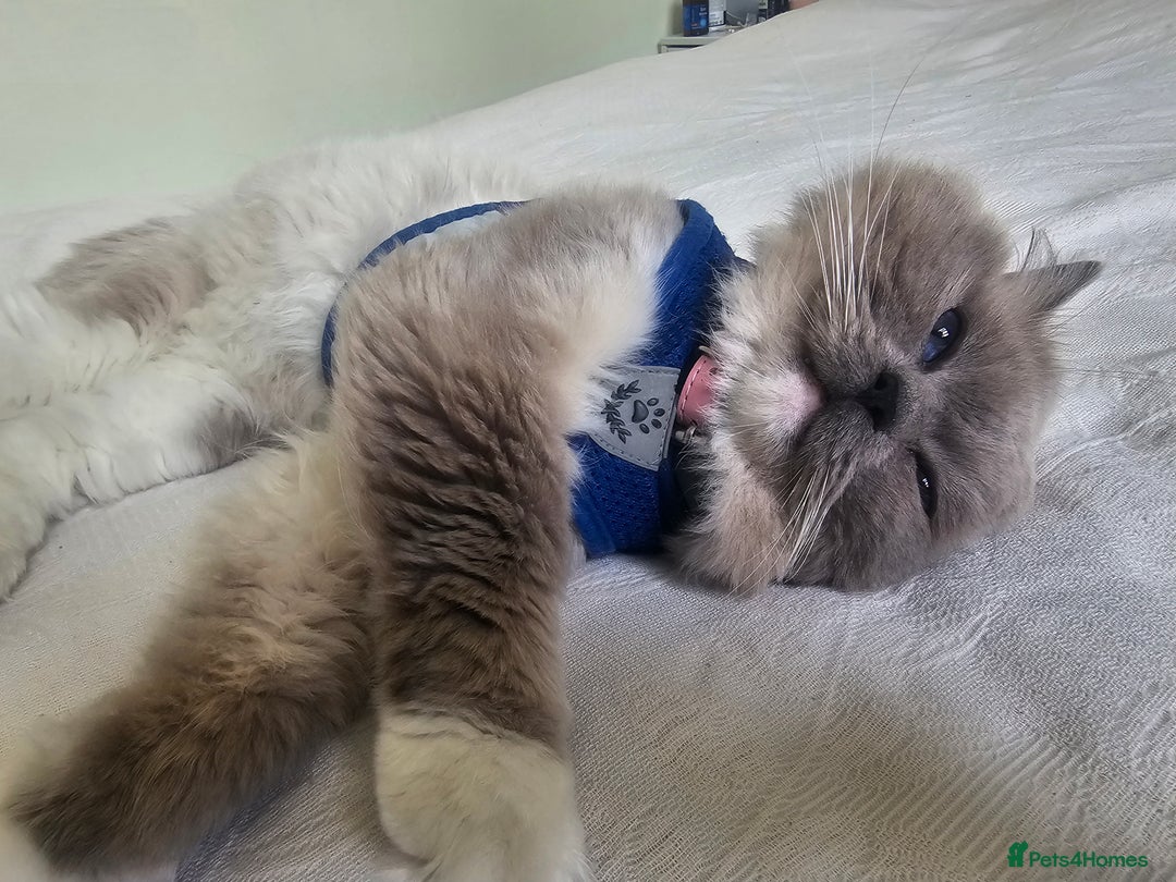 Ragdoll cats for sale: Three Ragdoll kittens - Image 18