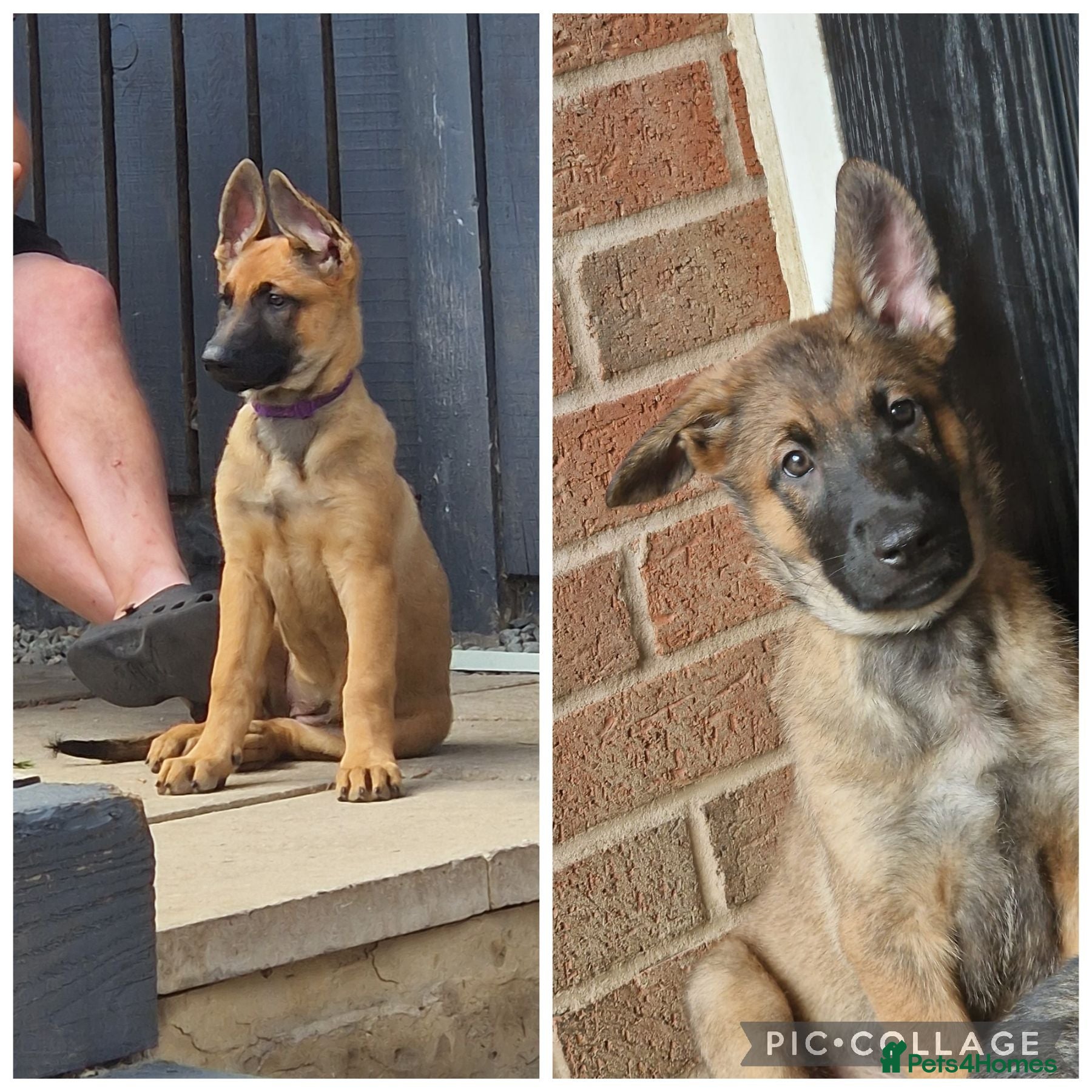 German Shepherd dogs Last 2 left 🐶 GERMAN SHEPHERD PUPPIES  - Advert 2