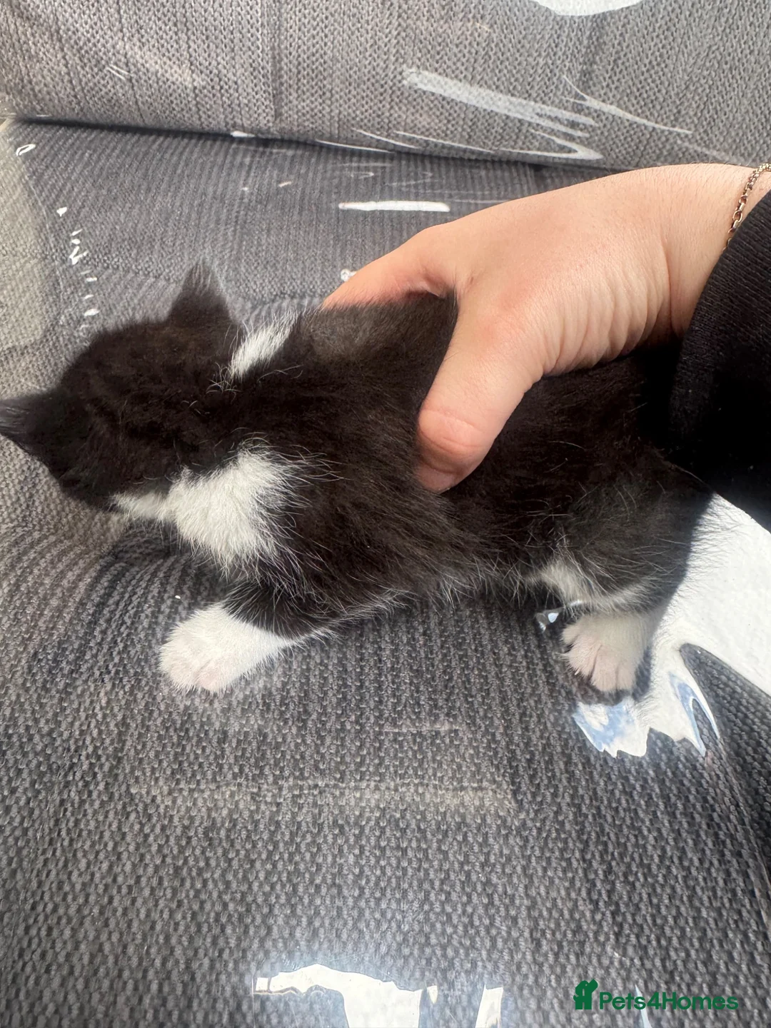 Mixed Breed cats for sale: KITTENS FOR SALE  - Advert 12