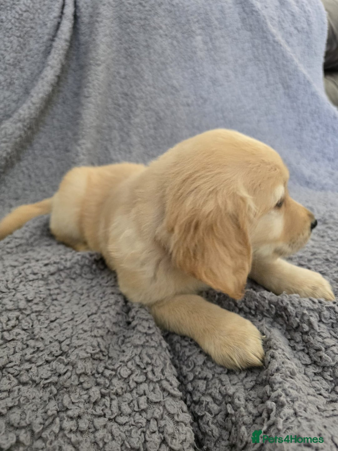 Golden Retriever dogs for sale: Kc Golden Retriever puppies for sale  - Image 9