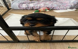 Cavalier King Charles Spaniel dogs for sale: Beautiful King Charles spanial - Advert 6