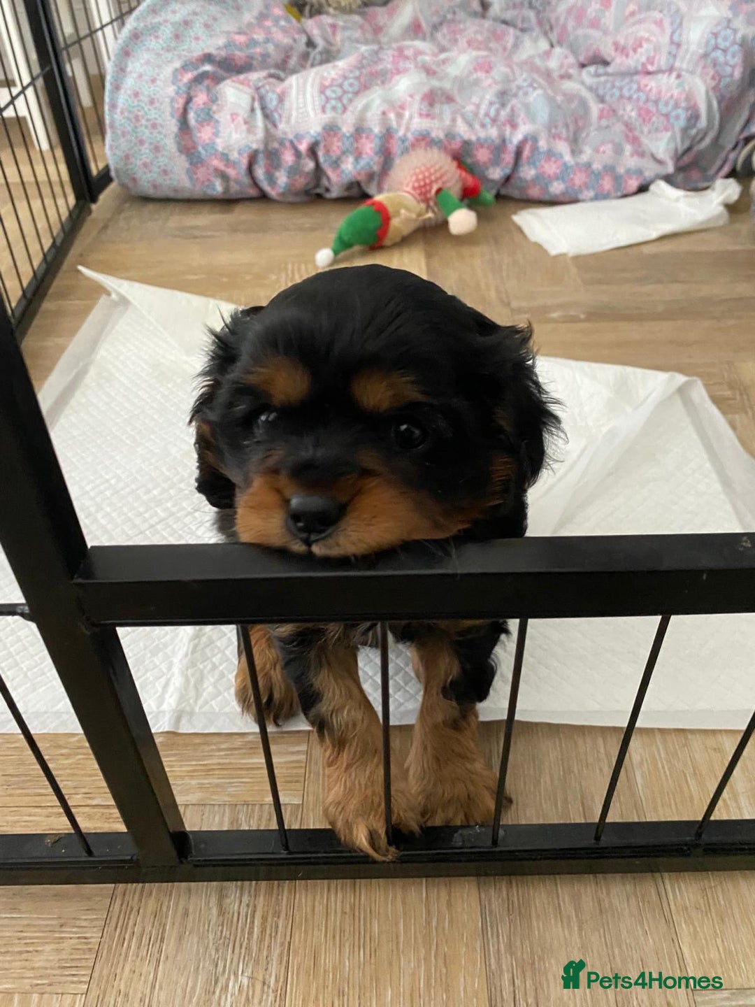Cavalier King Charles Spaniel dogs for sale: Beautiful King Charles spanial - Advert 6