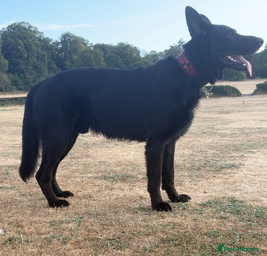 German Shepherd dogs for stud: German Shepherd For *STUD* - Advert 2