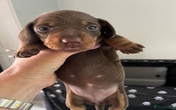 Miniature Dachshund dogs for sale: Charming Miniature Dachshund Puppies 2 Girls 1 Boy - Image 6