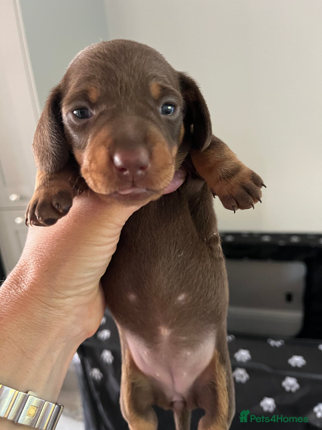 Miniature Dachshund dogs for sale: Charming Miniature Dachshund Puppies 2 Girls 1 Boy - Image 6