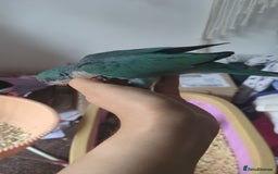 Parakeets birds for sale: Quaker parrots babies hand reared different colour - Image 14