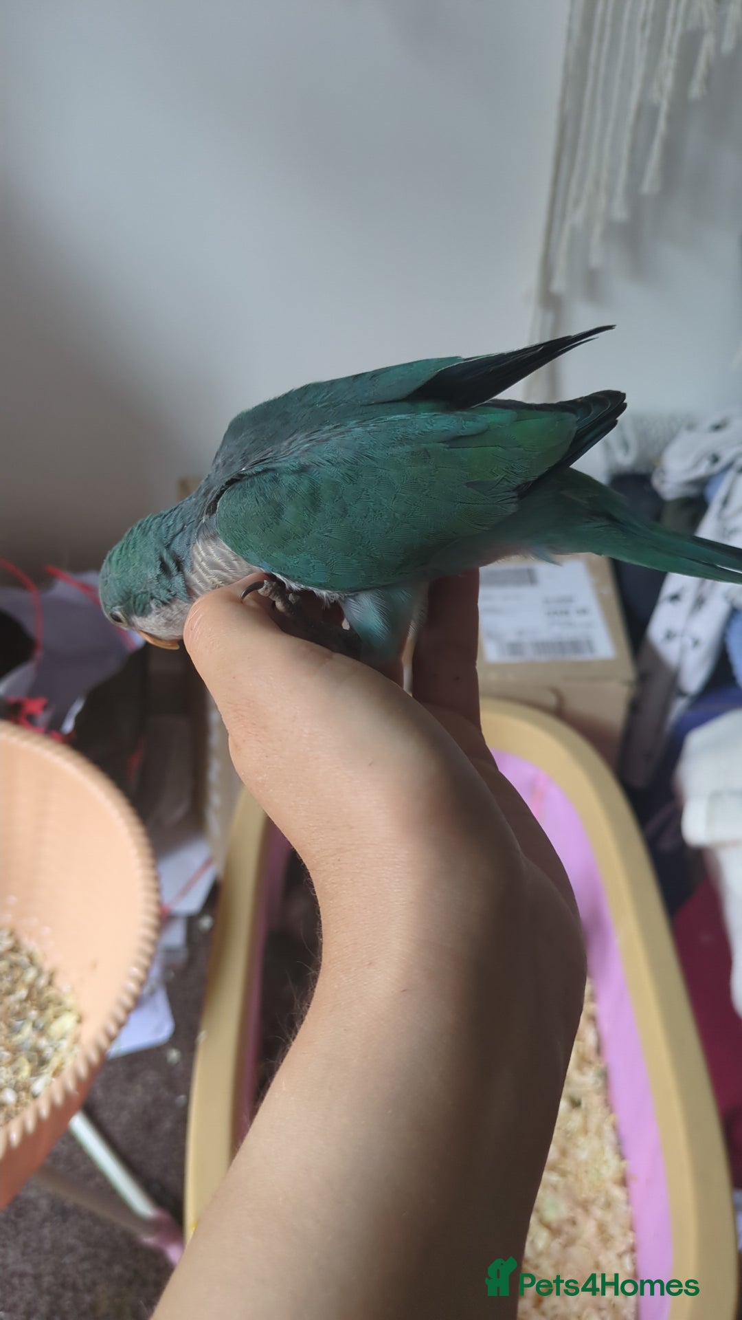 Parakeets birds for sale: Quaker parrots babies hand reared different colour - Image 14