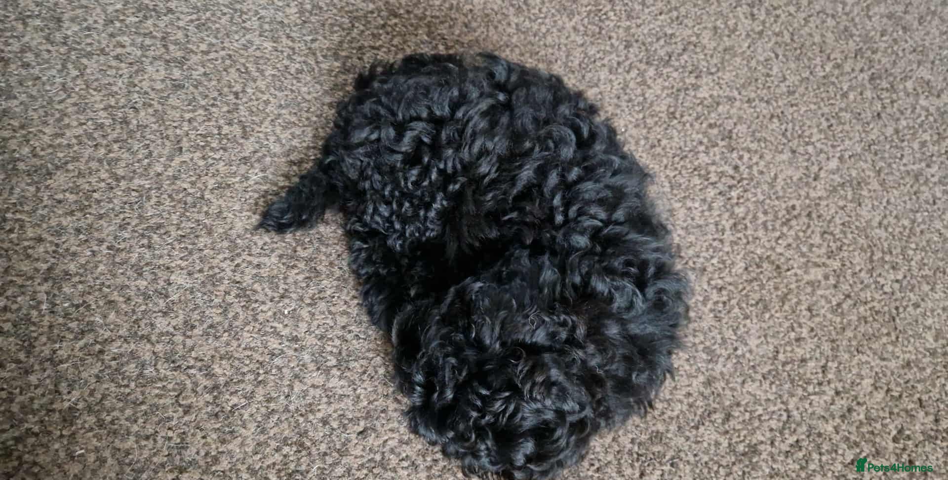 Shihpoo dogs Shizpoo Boy - Advert 11