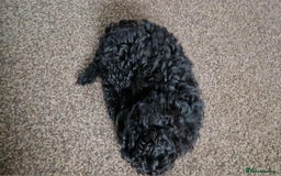 Shihpoo dogs for sale: Shizpoo Boy - Image 1