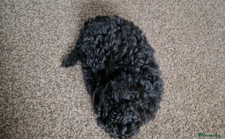 Shihpoo dogs - Advert 1