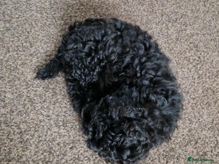 Shihpoo dogs - Advert 2