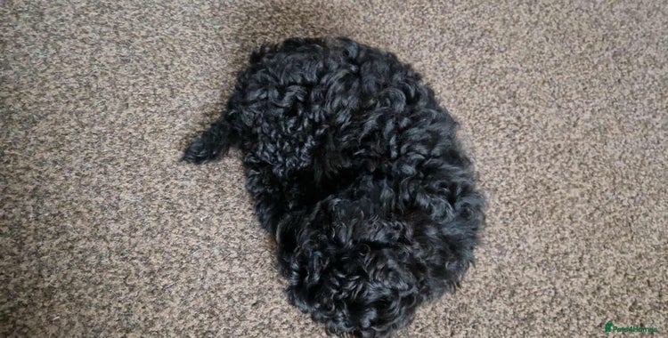 Shihpoo dogs - Advert 1