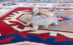 British Shorthair cats for sale:  **   ** : BSH Golden champion lines - Advert 24