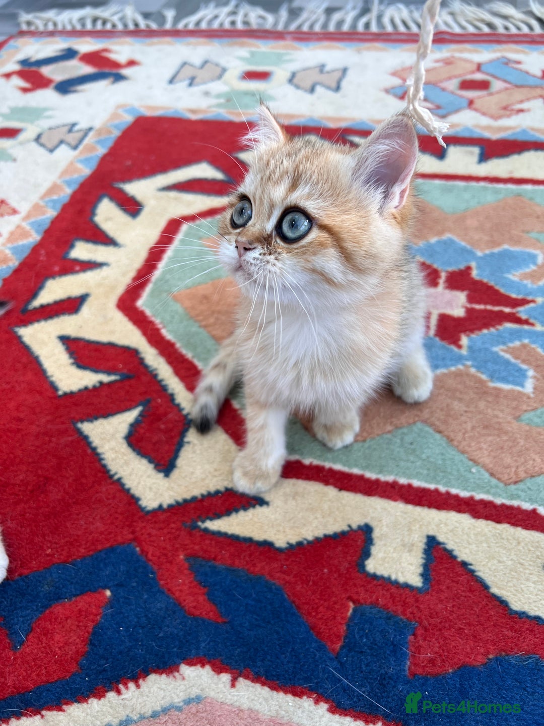 British Shorthair cats for sale:  **   ** : BSH Golden champion lines - Advert 24