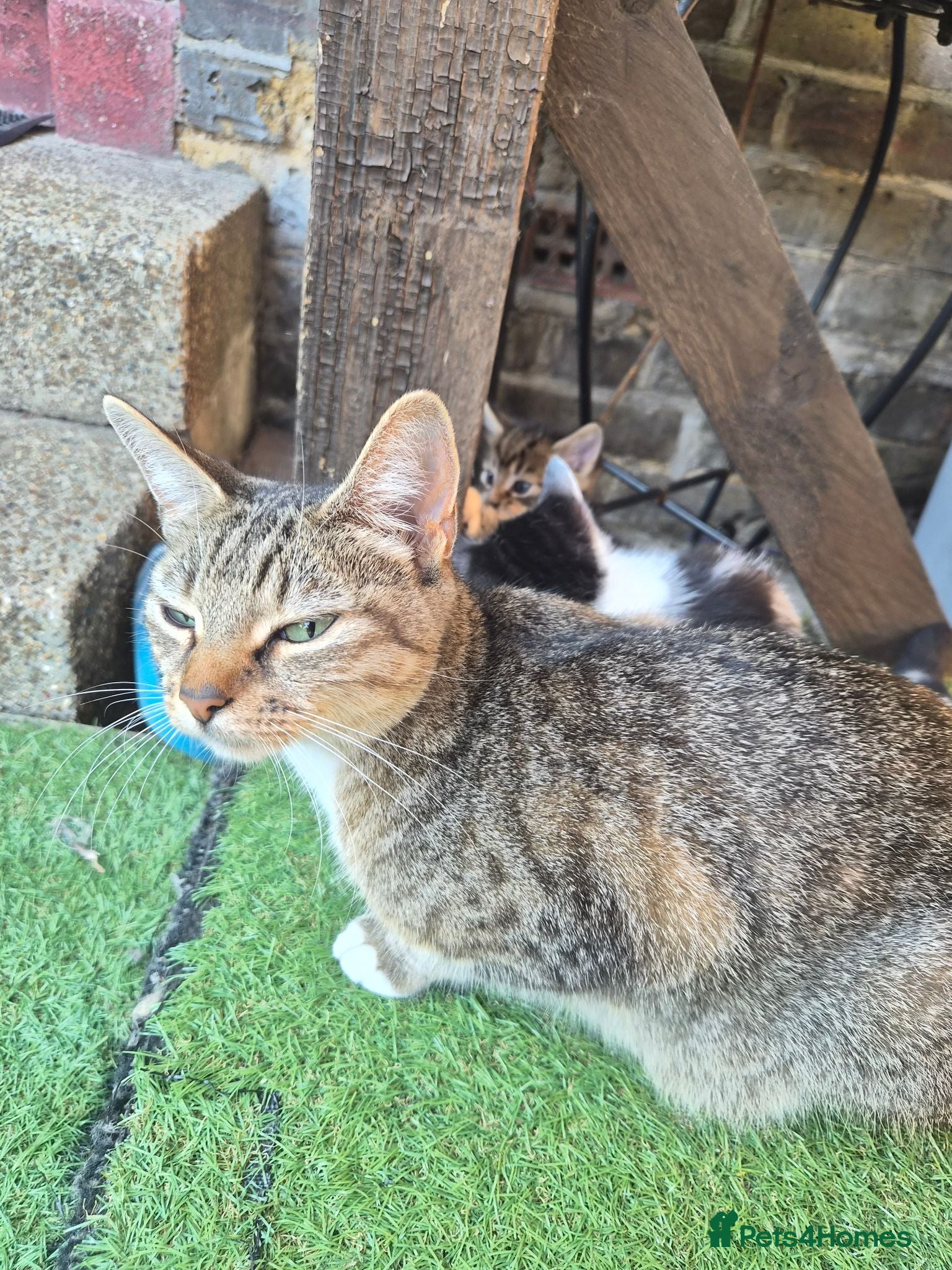 Mixed Breed cats Cute little kitten  - Advert 5