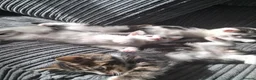 Mixed Breed cats for sale: Beautiful friendly kittens looking for loving home - Advert 11