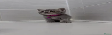 British Shorthair Kitten 7