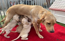 Labrador Retriever dogs for sale: Delightful Yellow Labradors Puppies - Image 2