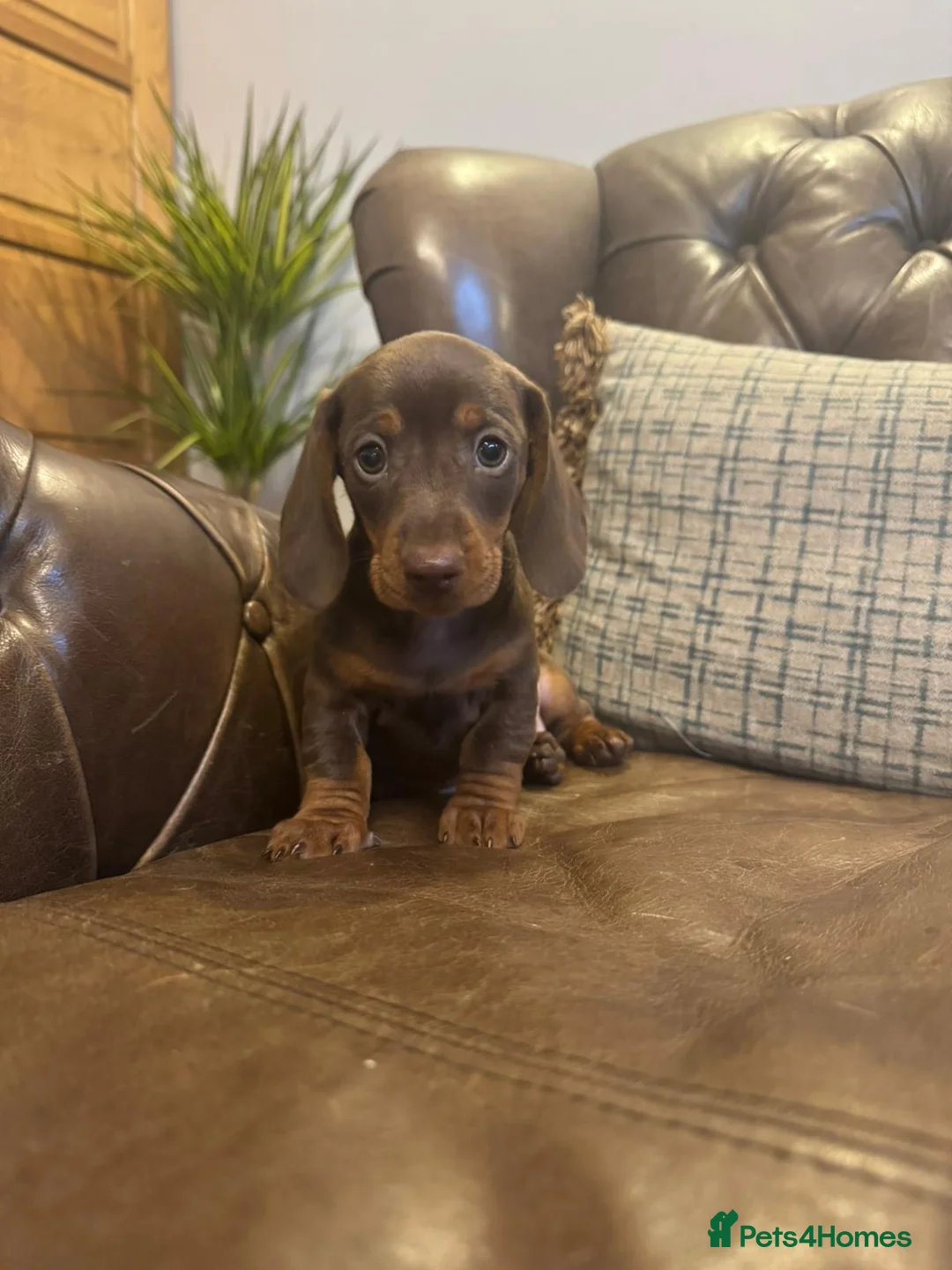 Miniature Dachshund dogs for sale: Miniature Dachshund Puppies  - Advert 6