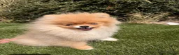 Pomeranian dogs for sale:  Super Tiny Orange Sable Boy - Advert 3