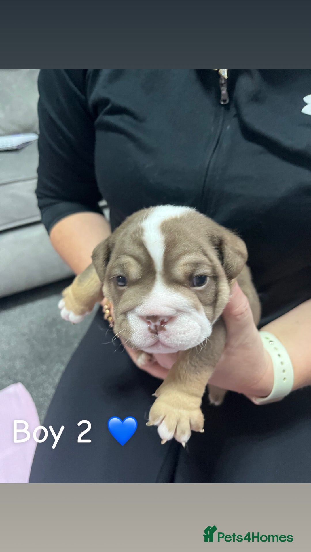 English Bulldog dogs for sale: 🐶 KC Registered English Bulldog Puppies 🐶 - Image 17