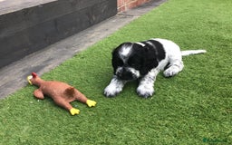 Cocker Spaniel dogs for sale:  show cocker puppy.KC reg. AMS.PRA. & FN clear. - Image 9