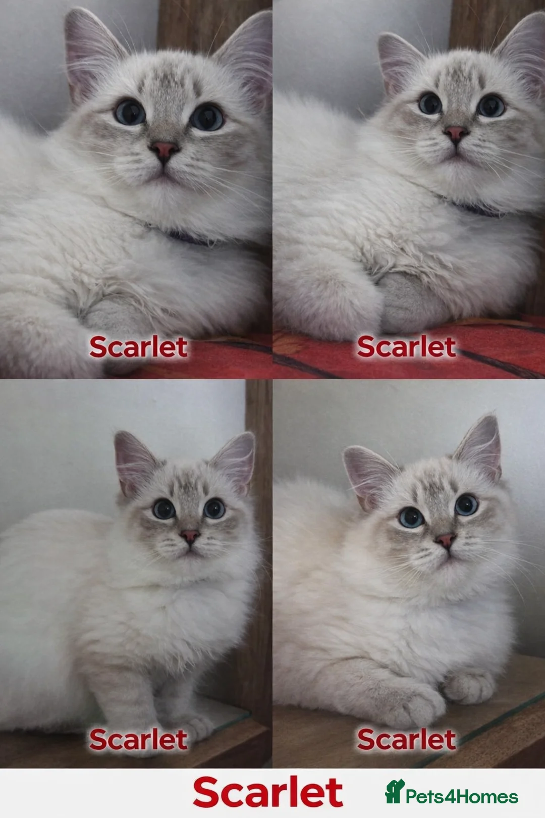 Ragdoll cats for sale: GCCF registered lynx girls ready - Advert 10