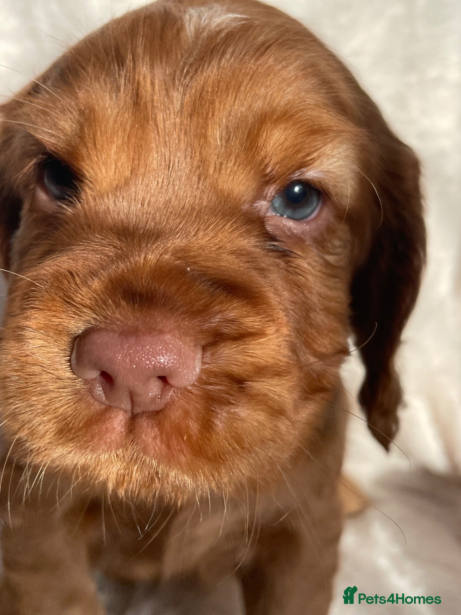 Cocker Spaniel dogs Stunning blue eyed working cocker spaniels KC/HT - Advert 1