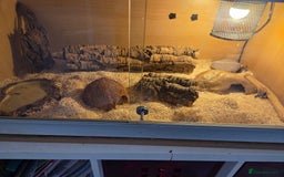 Corn Snake reptiles for sale: corn snake  - Image 5