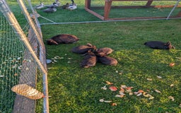 Mini Lion Lop rabbits for sale: 5 x baby x lops  - Image 10
