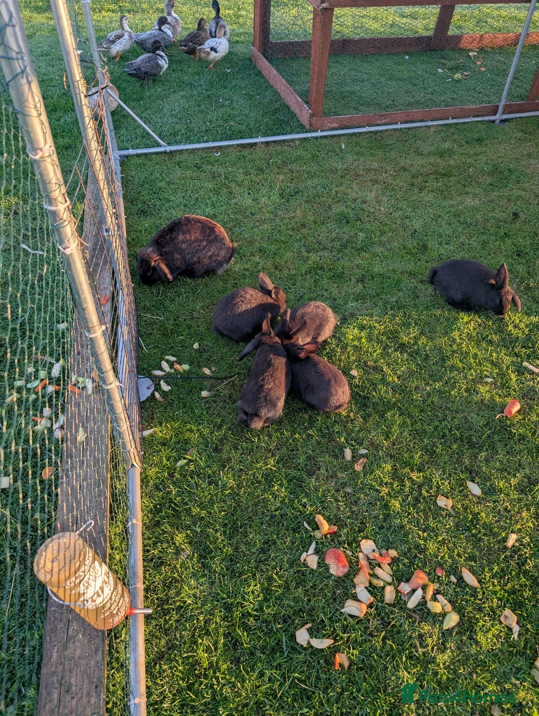 Mini Lion Lop rabbits for sale: 5 x baby x lops  - Image 10