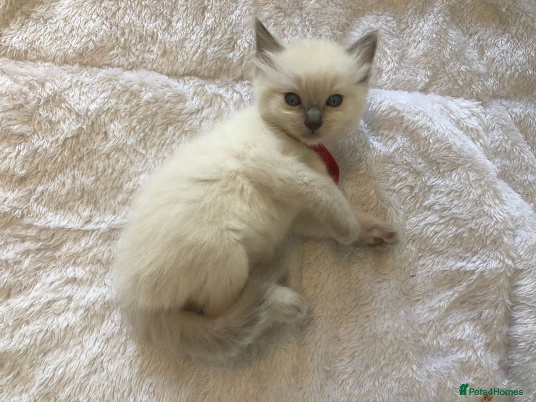 Ragdoll cats for sale: 🐾 1 Ragdoll Kitten (F) Left! - Parents GCCF 🐾 - Advert 23