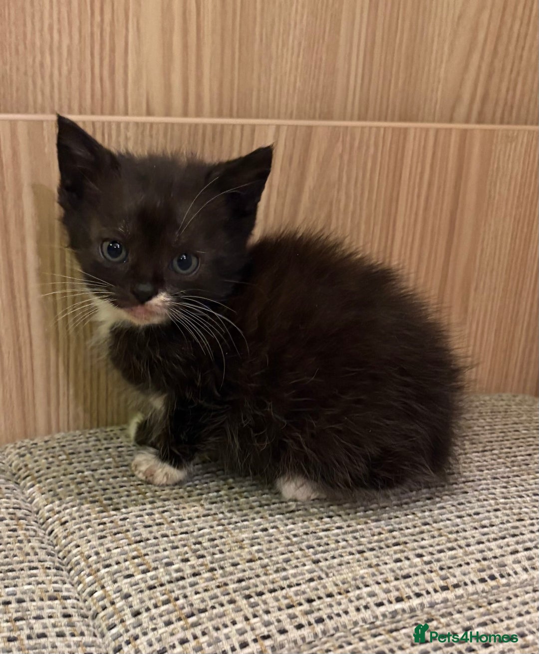 British Shorthair cats for sale: British Shorthair Kittens. - Advert 6