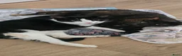 Mixed Breed cats for sale: Kittens in North Walsham - Advert 2