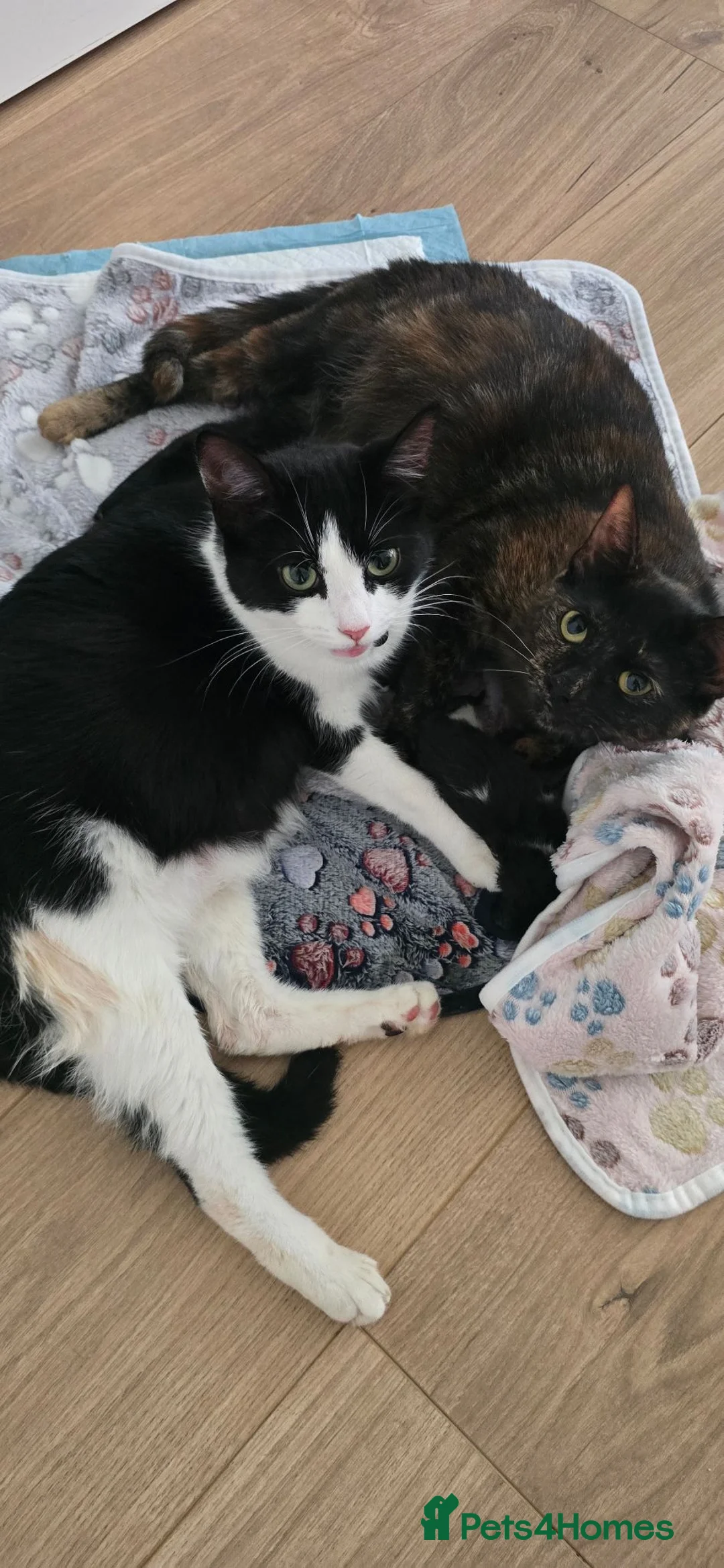 Mixed Breed cats for sale: Kittens in North Walsham - Advert 2