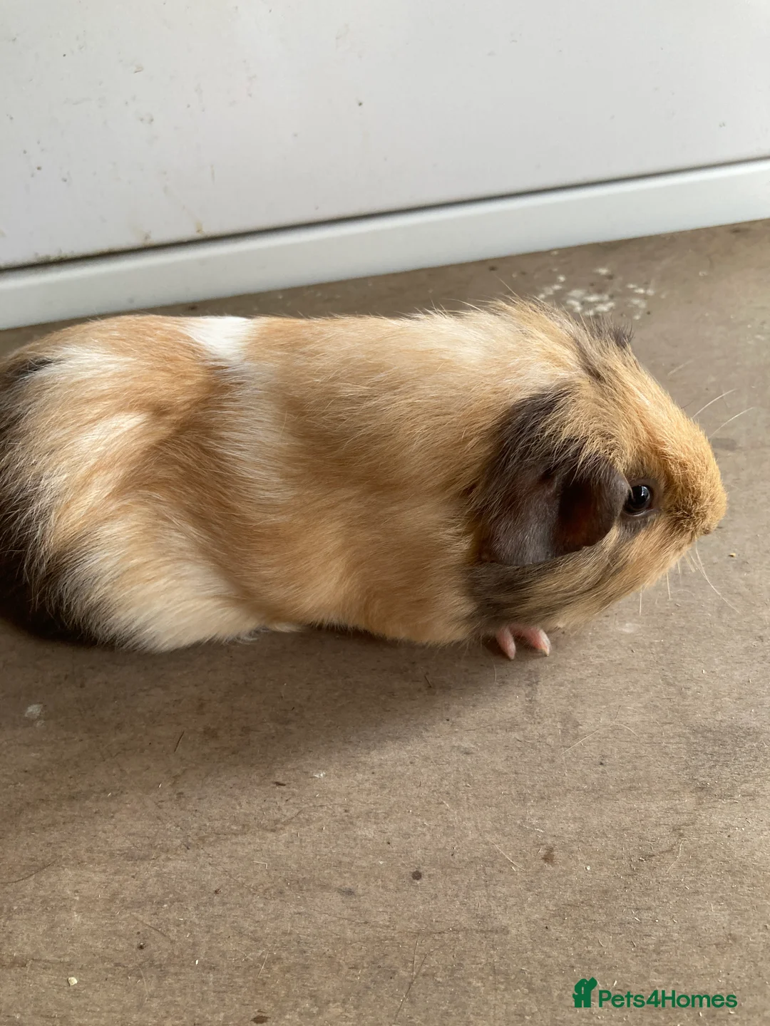 Guinea Pig rodents for sale: Pretty baby sows and boars in Bristol - Advert 1