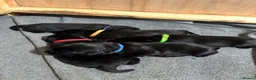 Labrador Retriever dogs for sale: Black KC Lab puppies - Advert 3