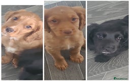 Cocker Spaniel dogs for sale: Working cocker spaniels READY NOW - Image 13
