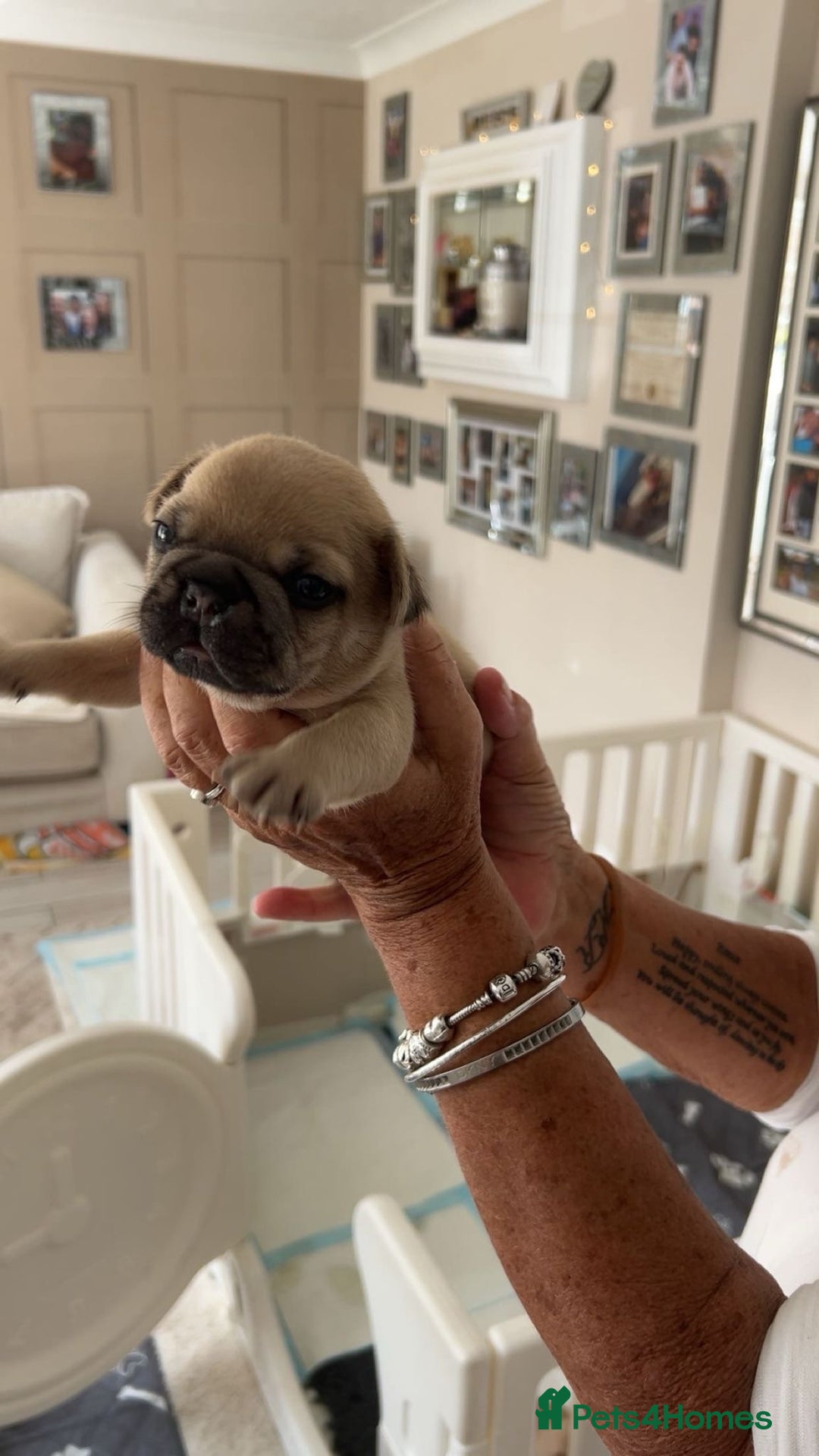 French Bulldog dogs for sale: French Bulldog puppies - Image 36