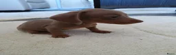 Miniature Dachshund dogs for sale:  boy dachshund Puppie ready to leave  - Advert 14