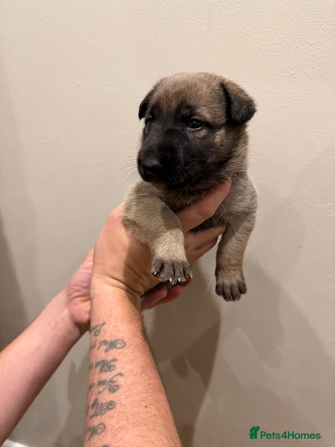 Mixed Breed dogs for sale: Shepinios puppies  - Advert 12