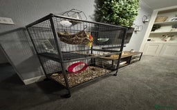 Sugar Glider rodents for sale: Two female sugar gliders with full set up - Image 15